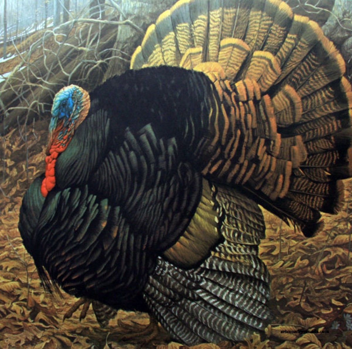 Courtship Display Wild Turkey